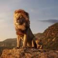 LION KING SLIPS 🏆🦁