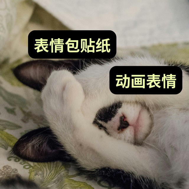 表情包贴纸 动画表情