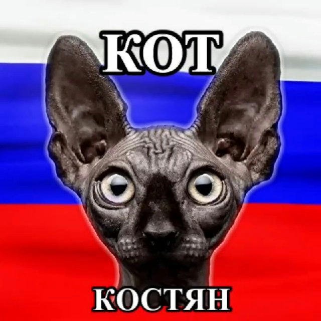 Кот Костян - официальный канал