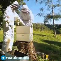 О многом для начинающих пчеловодов