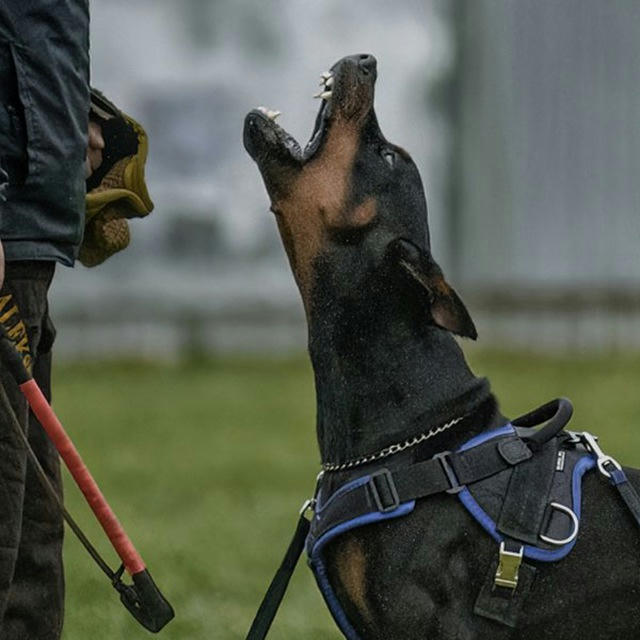 ragnar.doberman