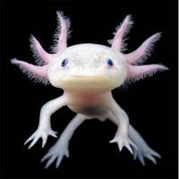 Axolotl, аксолотль на все случаи жизни