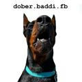 dober.baddi.fb