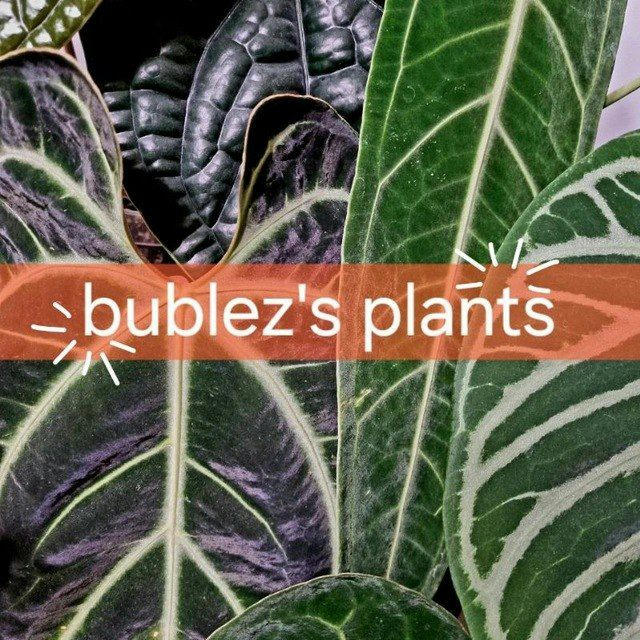bublez's plants | Джунгли на подоконнике 🌴