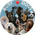 busy_dogsTG channel