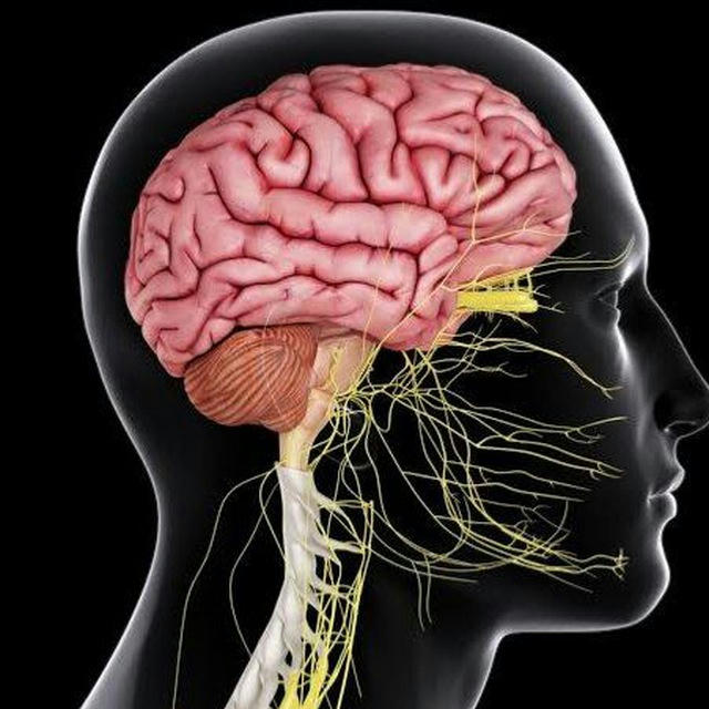 Center Nervous System | Medcology