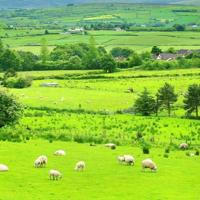 Irish Farmers,Food,Family & Faith Channel