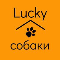 Lucky собаки 🧡🐶