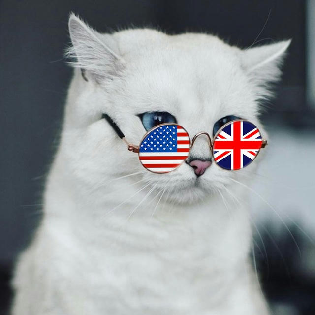 🐈🇺🇸 Kitty English 🐈‍⬛🇬🇧
