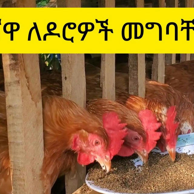 Ethio ዶሮ እርባታ -ሚሞን