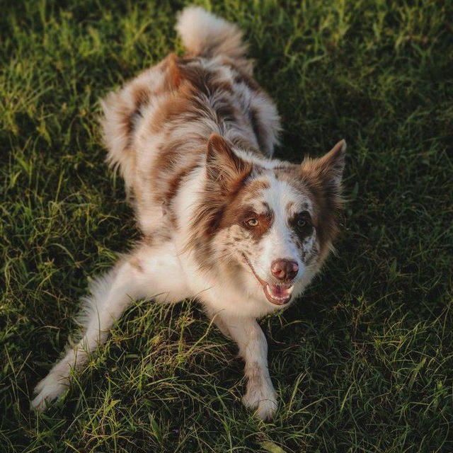 🖤🐾бумажные собаки🖤🐾 !ЗАКРЫТО!