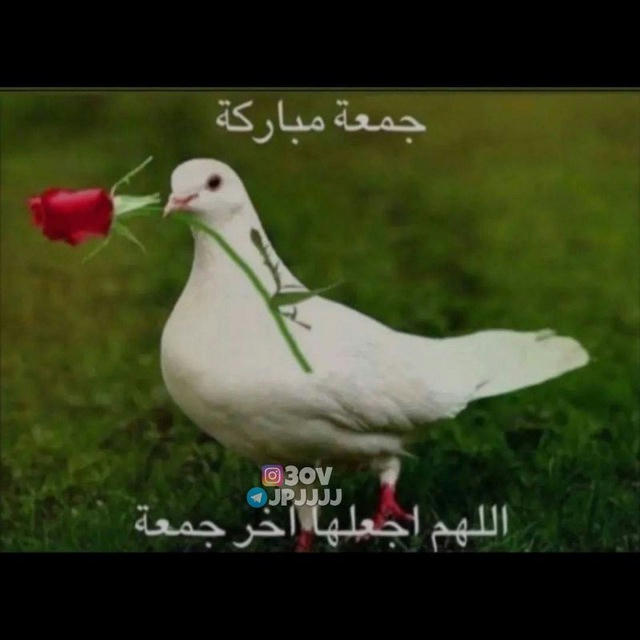 ميمز السادس 🤨🌹.