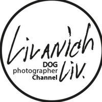 Livanich Liv Dog Photo