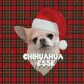 ☃️💗Chihuahua Jesse🎀❄️