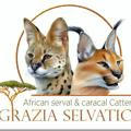 Grazia della savana africana