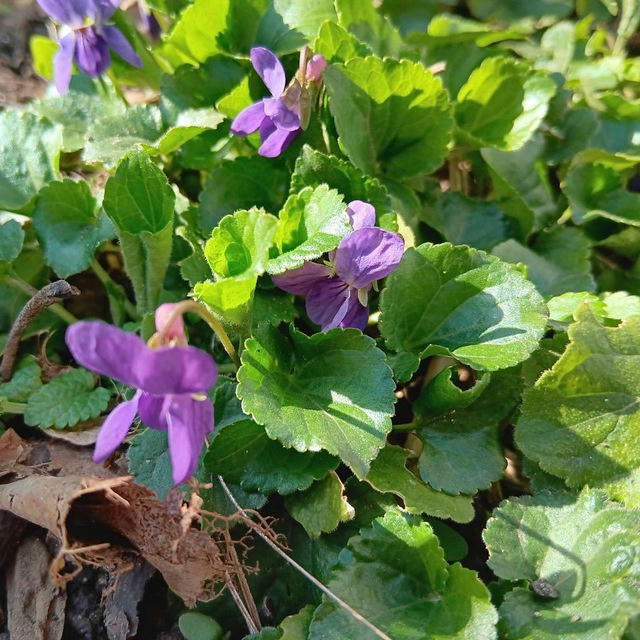 Leben und Wirken im Einklang mit der Natur