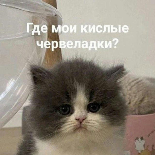 крошки кошки