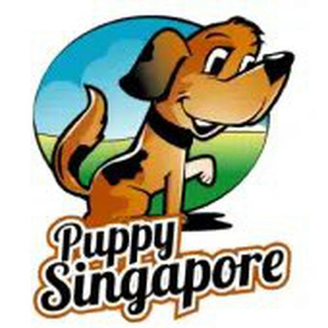 Puppy Singapore