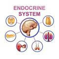 Endocrine System «اطباء بلا حدود»