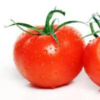 Tomaten pflanzen