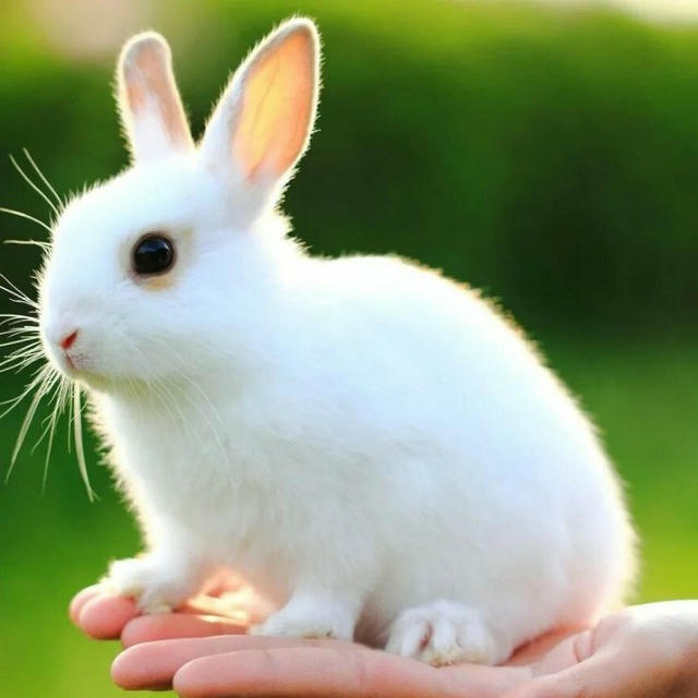 خرگوش🐇