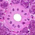 Histology