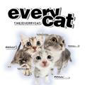 < meoOw world > everrycat !