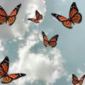 butterfly 🦋🧡