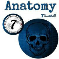 Anatomy 7