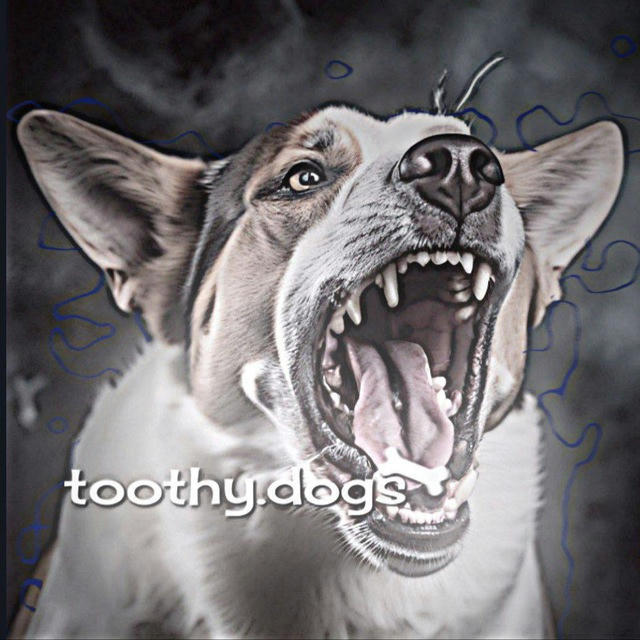 — toothy.dogs♡