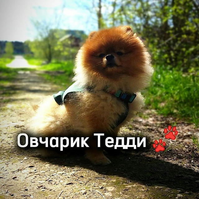 Овчарик Тедди 🐾