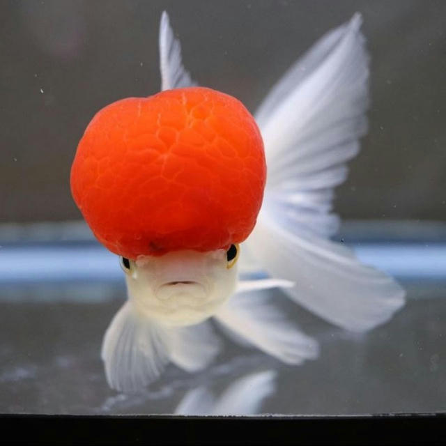 🐠GOLDFISH UZ🐠 ORANDA🐠Koya🐠