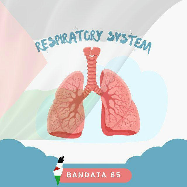 Respiratory system 🫁