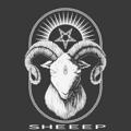 White_sheep