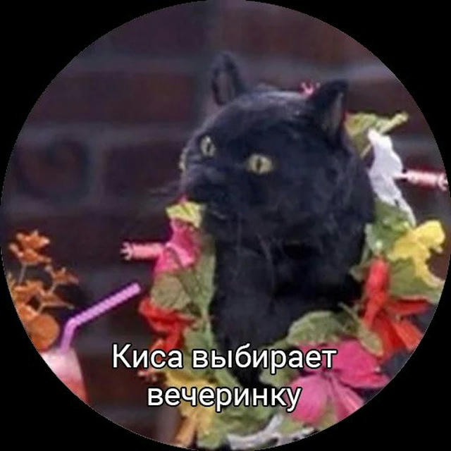 Котики в телеге