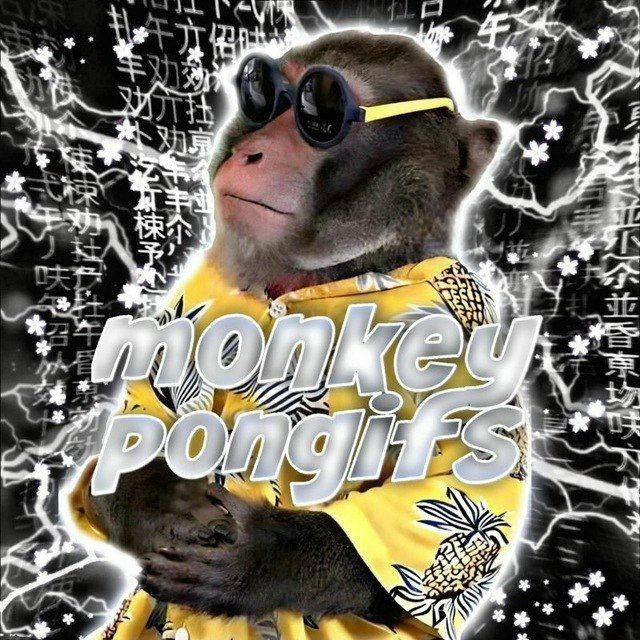 monkey pon | gifs