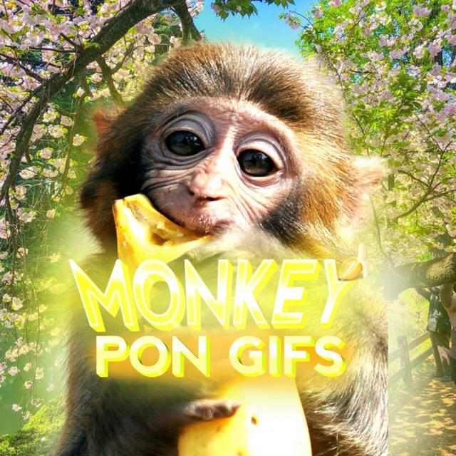monkey pon | gifs