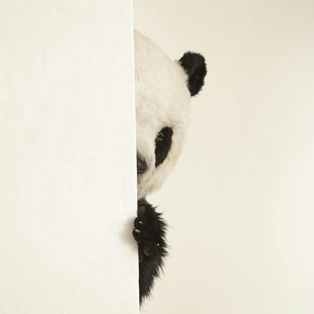 Славная Панда