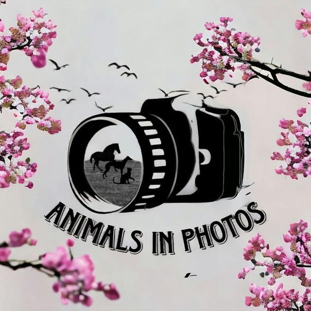 animals in photos