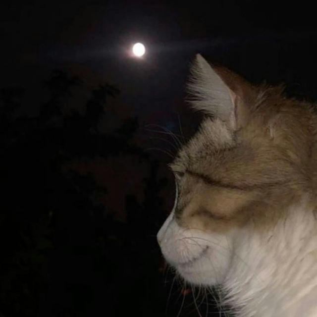 🌘✨