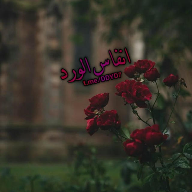 صباح الخير ، انفاس الورد