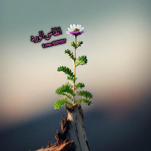صباح الخير ، انفاس الورد