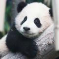 panda_B