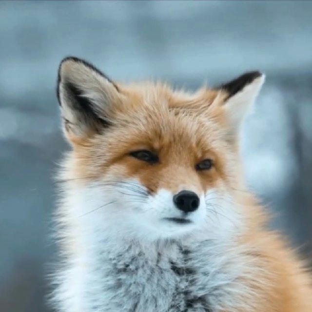 Foxes Here / Лисы