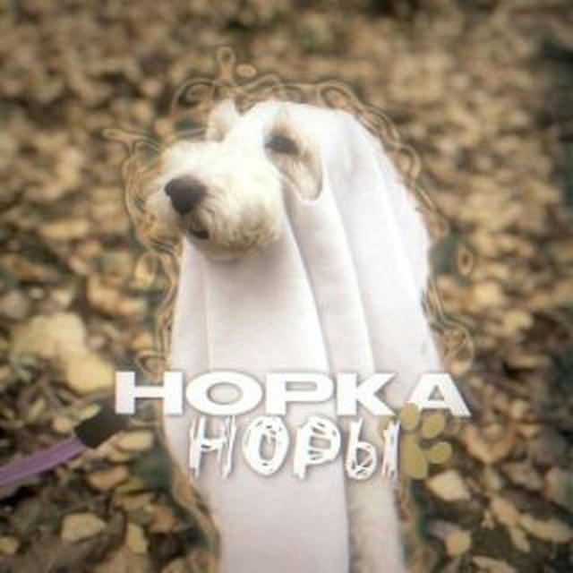 норка норы🐾