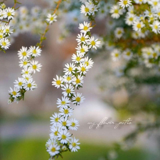 my_flower_patio🌿 растения и цветы