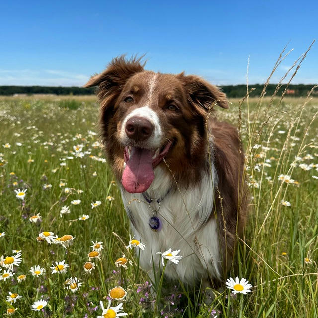 🤍Border collie Lucky🤍