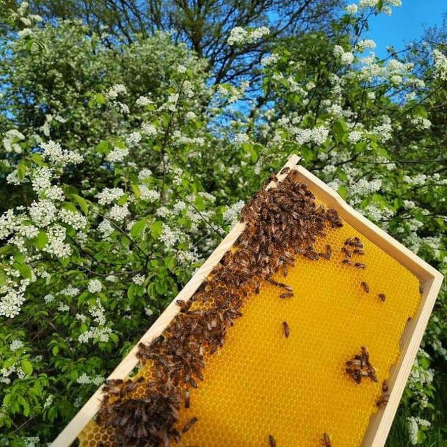 Бджільництво та бджолопродукція 🐝🍯