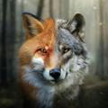 Серые волки рыжие лисы 🔞