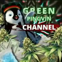 Канал Green Pingvina